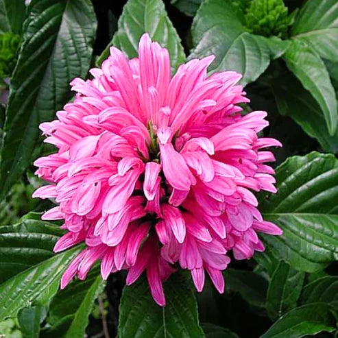 Bees Plant Hub Jacobina Pink All Time Flowering Live Plant