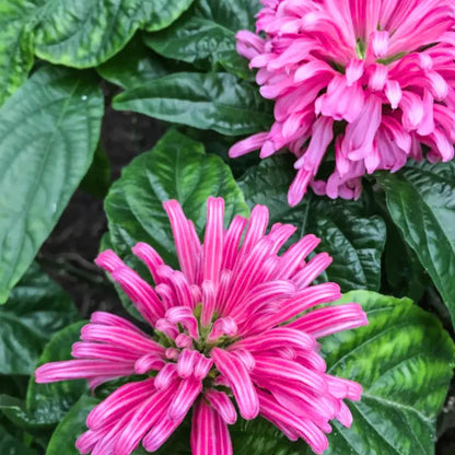 Bees Plant Hub Jacobina Pink All Time Flowering Live Plant