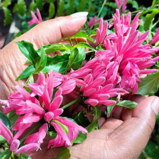 Bees Plant Hub Jacobina Pink All Time Flowering Live Plant