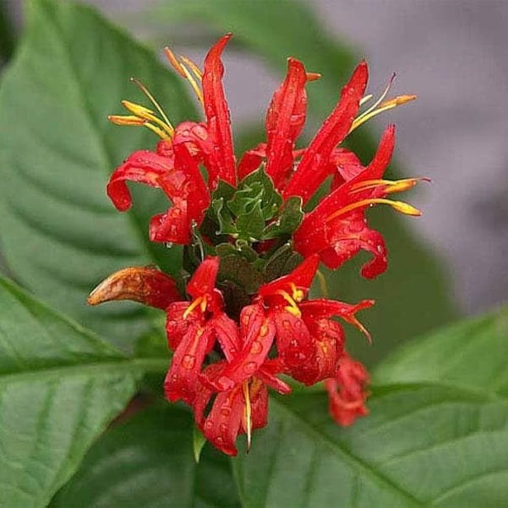 Bees Plant Hub Jacobina Red All Time Flowering Live Plant