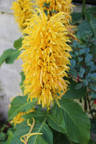 Bees Plant Hub Jacobina All Time Flowering Live Plants (Pack of 3) Red, Pink and Yellow