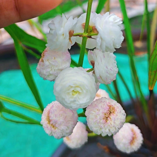 Bees Plant Hub Japonica Sagttaria Aquarium Live Plant