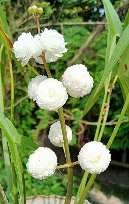 Bees Plant Hub Japonica Sagttaria Aquarium Live Plant