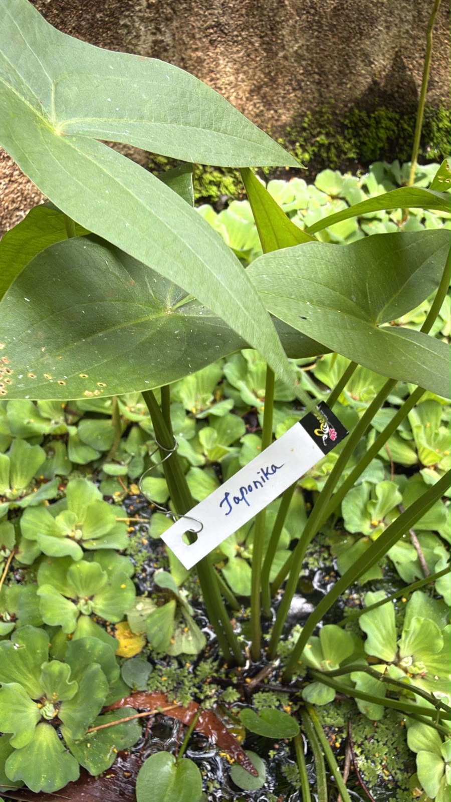 Bees Plant Hub Japonica Sagttaria Aquarium Live Plant