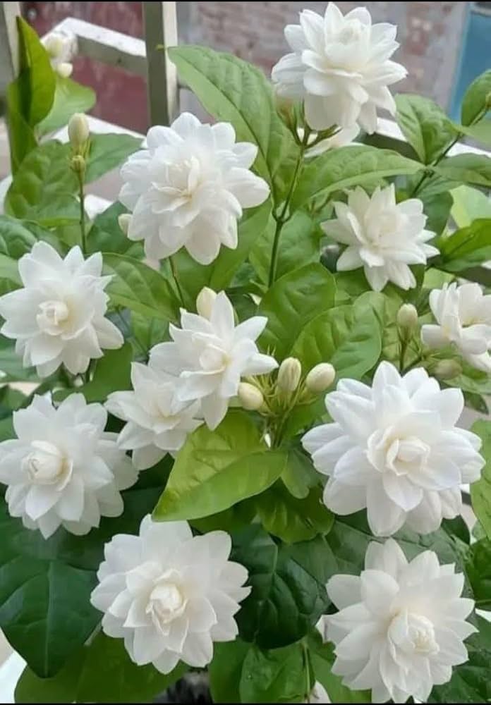 Bees Plant Hub Jasmine Multi Petal Highly Fragrant All Time Flowering Rare Live Plant