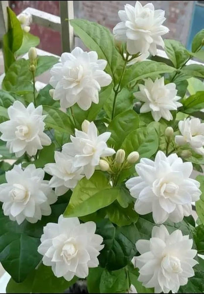 Bees Plant Hub Jasmine Multi Petal Highly Fragrant All Time Flowering Rare Live Plant