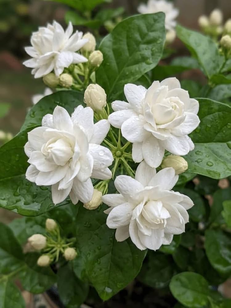 Bees Plant Hub Jasmine Multi Petal Highly Fragrant All Time Flowering Rare Live Plant
