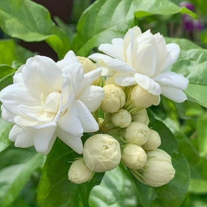 Bees Plant Hub Jasmine Multi Petal Highly Fragrant All Time Flowering Rare Live Plant