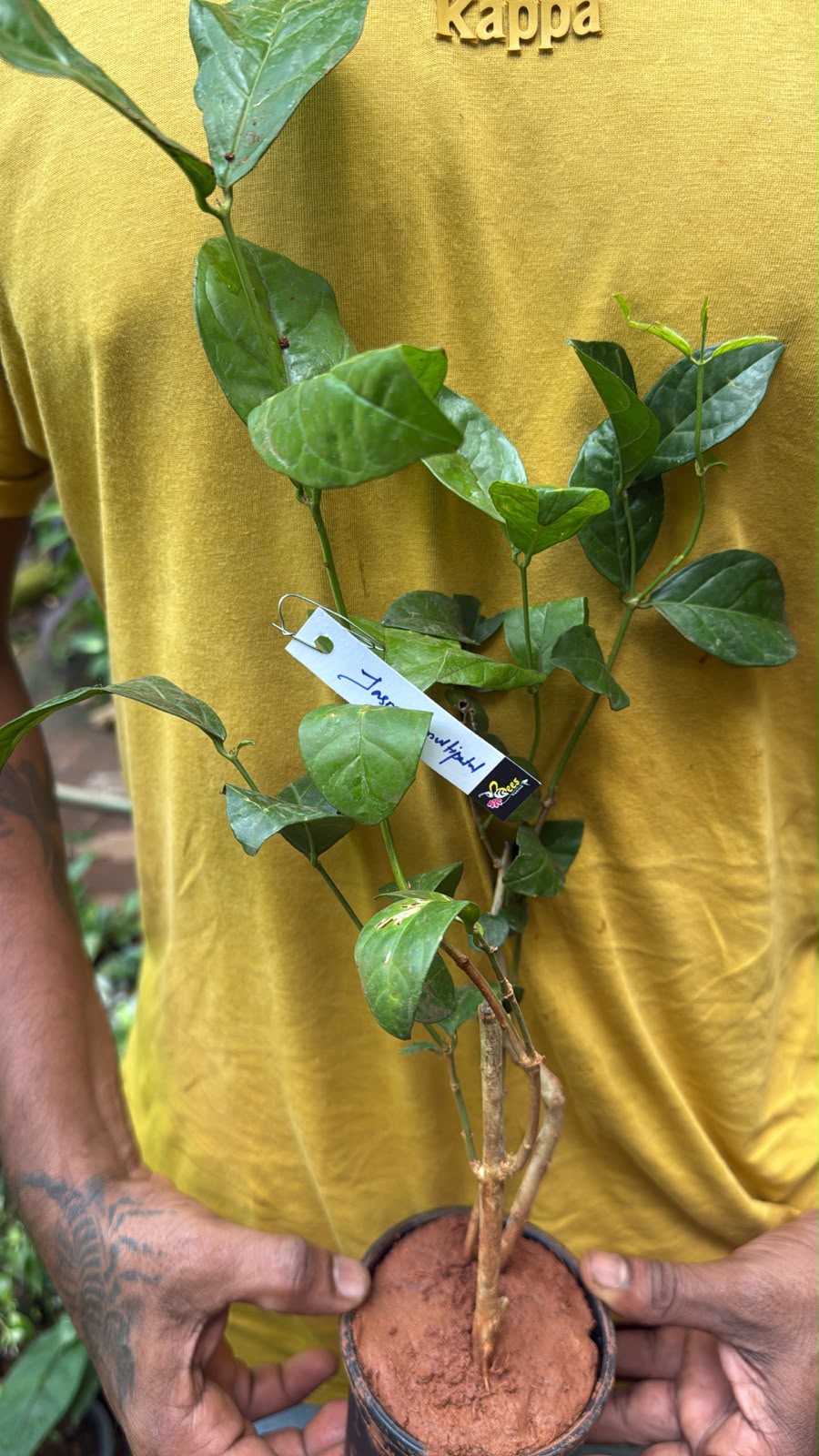 Bees Plant Hub Jasmine Multi Petal Highly Fragrant All Time Flowering Rare Live Plant