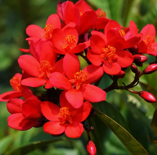 Bees Plant Hub Jatropha (Nettlespurge) All Time Flowering Live Plant