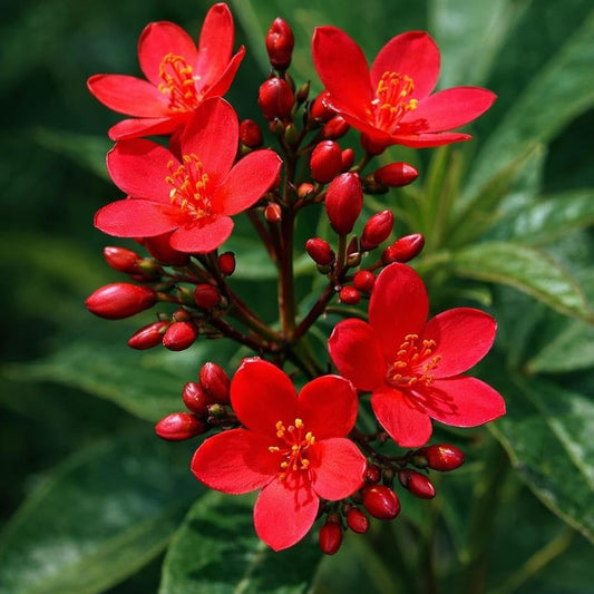 Bees Plant Hub Jatropha (Nettlespurge) All Time Flowering Live Plant