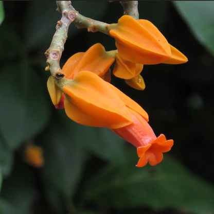 Juanulloa Mexicana All Time Flowering Live Plant