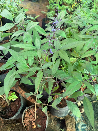 Karum Nochi / Black nochi (Vitex negundo) Live Plant