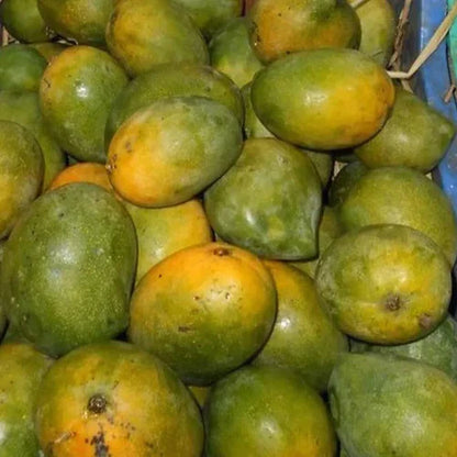 Bees Plant Hub Kalapadi Mango Grafted Live Plant
