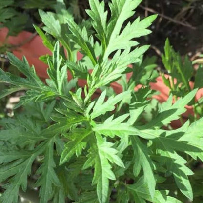 Bees Plant Hub Kasthuri Tulsi Medicinal Live Plant