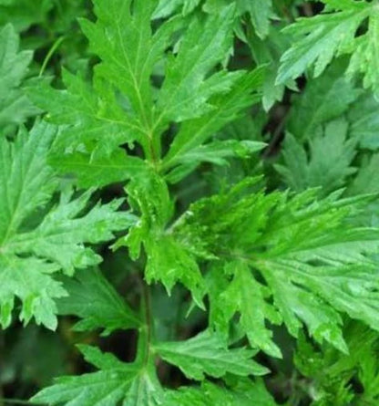 Bees Plant Hub Kasthuri Tulsi Medicinal Live Plant
