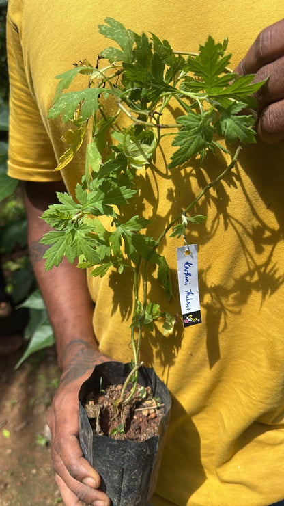 Bees Plant Hub Kasthuri Tulsi Medicinal Live Plant