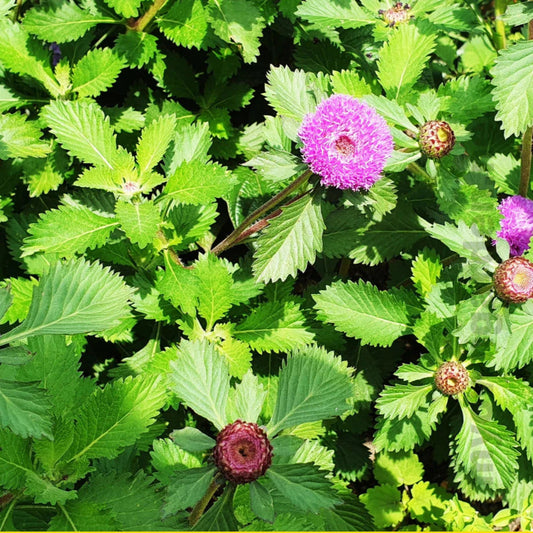 Bees Plant Hub Kesavardhini (Centratherum Punctatum) Medicinal Live Plant