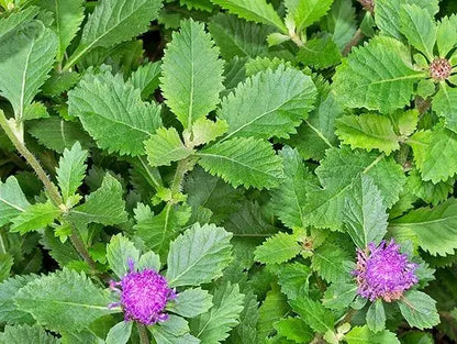 Bees Plant Hub Kesavardhini (Centratherum Punctatum) Medicinal Live Plant