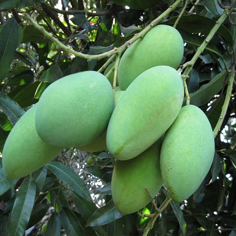 Bees Plant Hub Kolomb Mango Grafted Live Plant