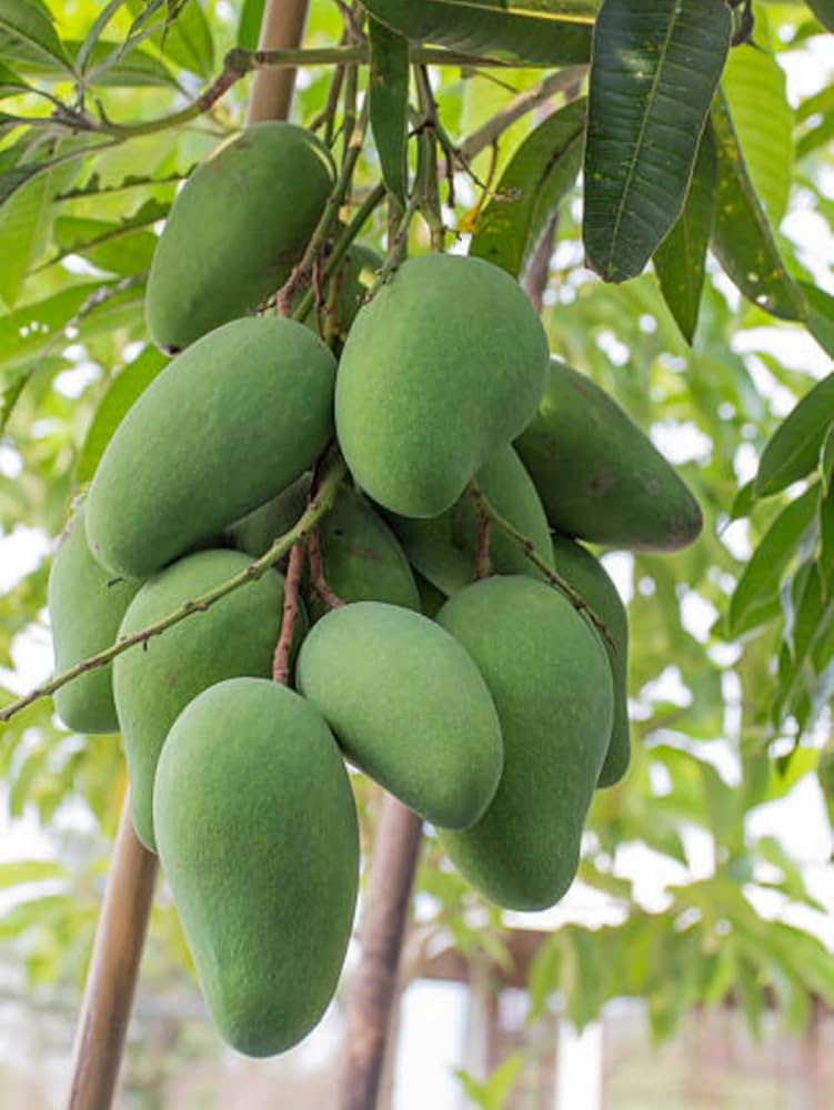 Bees Plant Hub Kolomb Mango Grafted Live Plant