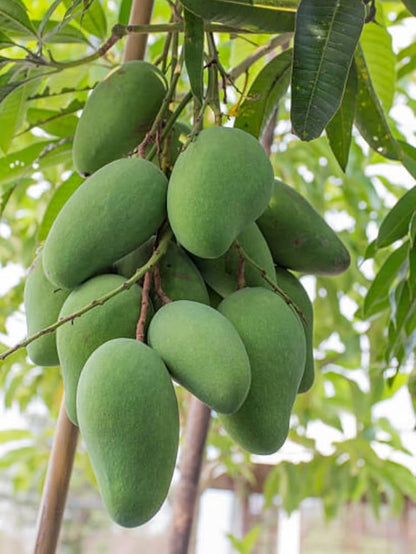 Bees Plant Hub Kolomb Mango Grafted Live Plant