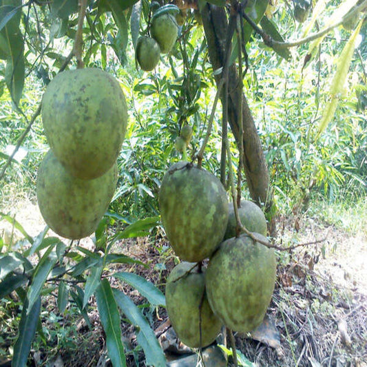 Bees Plant Hub Kosseri Mango Grafted Live Plant