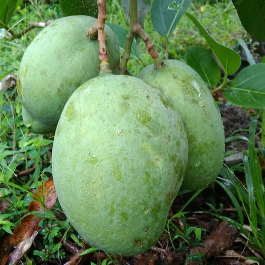 Bees Plant Hub Kosseri Mango Grafted Live Plant