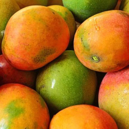 Bees Plant Hub Kottukonam Mango Grafted Live Plant Dwarf Variety