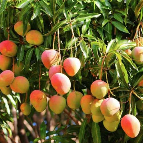 Bees Plant Hub Kottukonam Mango Grafted Live Plant Dwarf Variety
