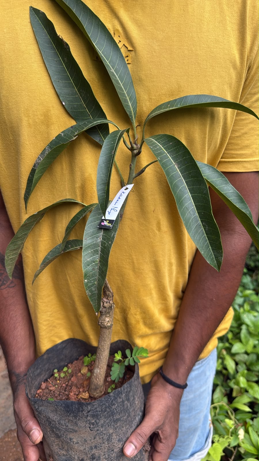 Bees Plant Hub Kottukonam Mango Grafted Live Plant Dwarf Variety