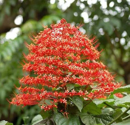 Bees Plant Hub Krishnakireedam (Clerodendrum paniculatum) Flowering Live Plant