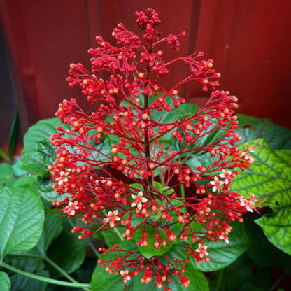 Bees Plant Hub Krishnakireedam (Clerodendrum paniculatum) Flowering Live Plant