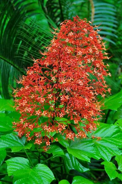 Bees Plant Hub Krishnakireedam (Clerodendrum paniculatum) Flowering Live Plant