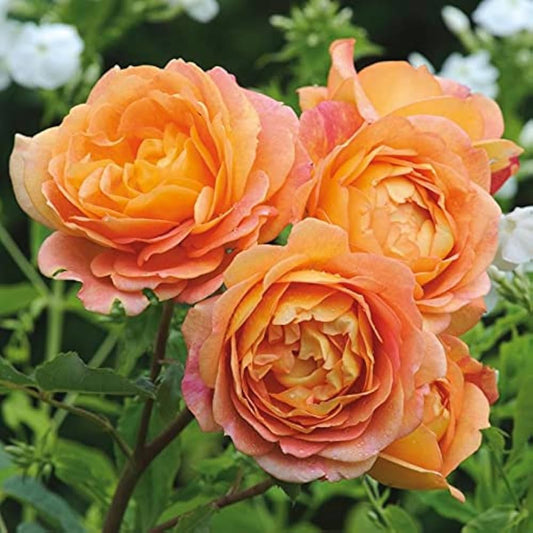 Bees Plant Hub Lady of Shalott (English Rose) Rare Grafted Live Plant