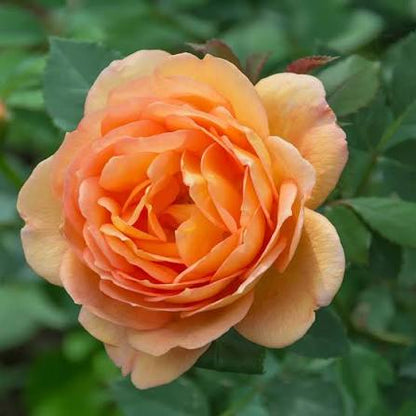 Bees Plant Hub Lady of Shalott (English Rose) Rare Grafted Live Plant