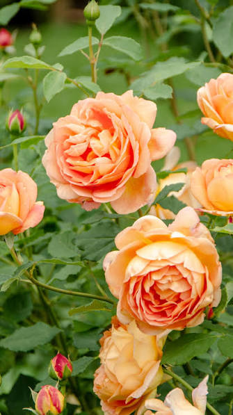 Bees Plant Hub Lady of Shalott (English Rose) Rare Grafted Live Plant