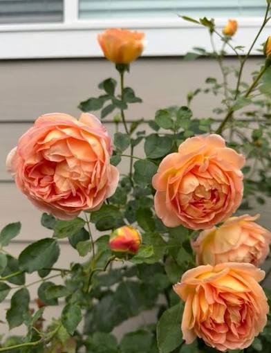 Bees Plant Hub Lady of Shalott (English Rose) Rare Grafted Live Plant