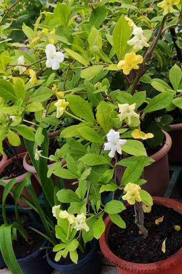 Bees Plant Hub Lady of the Night (Brunfelsia americana) Flowering Live Plant