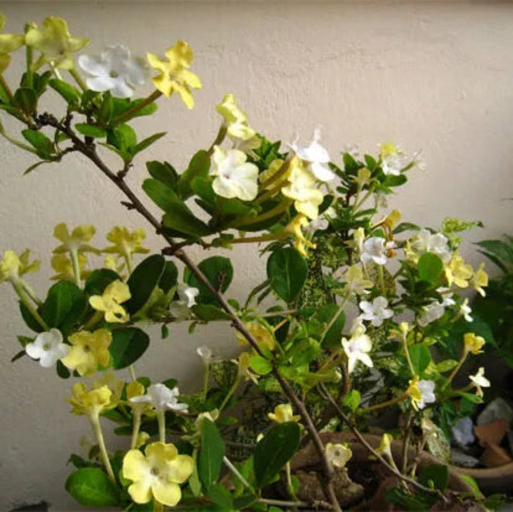Bees Plant Hub Lady of the Night (Brunfelsia americana) Flowering Live Plant