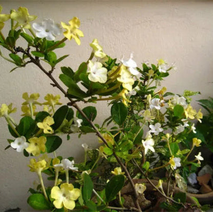 Bees Plant Hub Lady of the Night (Brunfelsia americana) Flowering Live Plant