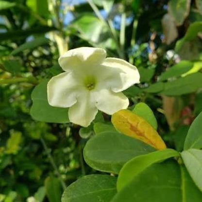 Bees Plant Hub Lady of the Night (Brunfelsia americana) Flowering Live Plant