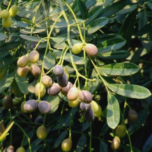 Bees Plant Hub Lakshmi Taru Plant / Paradise Tree (Simarouba Glauca) Rare Medicinal Live Plant