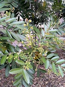 Bees Plant Hub Lakshmi Taru Plant / Paradise Tree (Simarouba Glauca) Rare Medicinal Live Plant