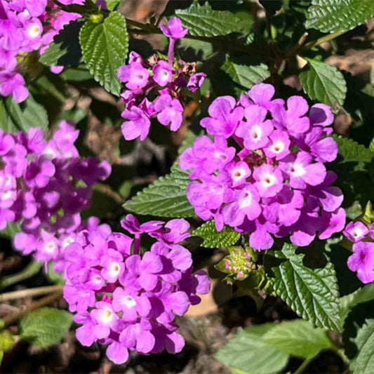 Bees Plant Hub Lantana Purple (Lantana montevidensis) All Time Flowering Live Plant