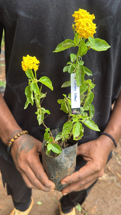Bees Plant Hub Lantana Yellow (Tick Berry) All Time Flowering Live Plant