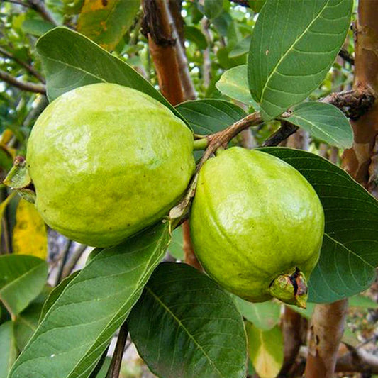 L 49 Guava Live Plant