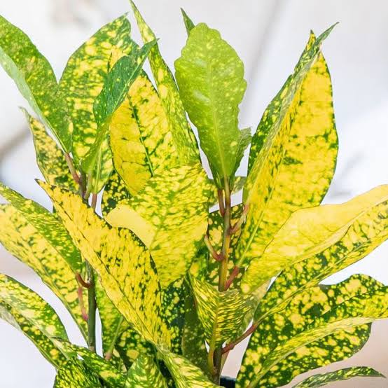 Bees Plant Hub Lemon Croton / Gold Sun (Codiaeum variegatum) Indoor / Outdoor Live Plant