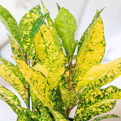 Bees Plant Hub Lemon Croton / Gold Sun (Codiaeum variegatum) Indoor / Outdoor Live Plant