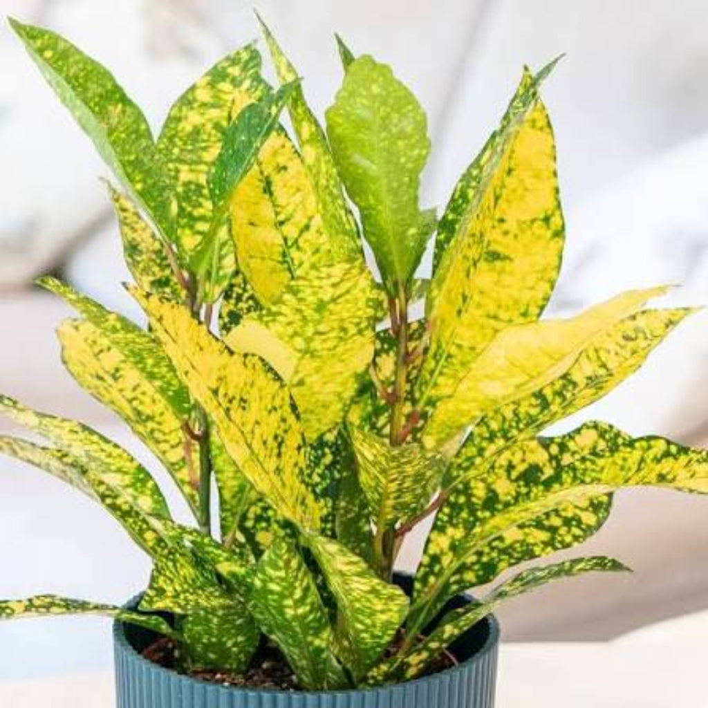 Bees Plant Hub Lemon Croton / Gold Sun (Codiaeum variegatum) Indoor / Outdoor Live Plant